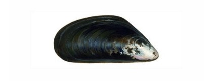 mossel-richt-text photo de moules capturées accessoirement