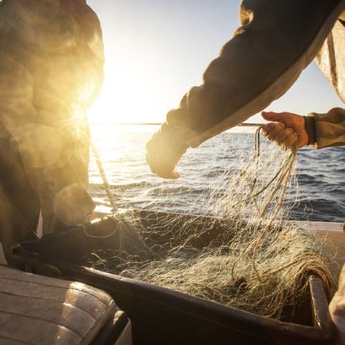Pesca accessoria