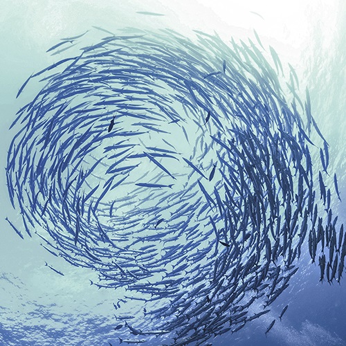 What is sustainable fishing?