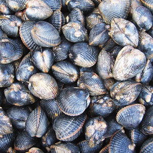 Burry Inlet and Dee Estuary Cockles